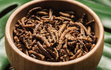 Что такое кордицепс: загадочный гриб с лечебными свойствами